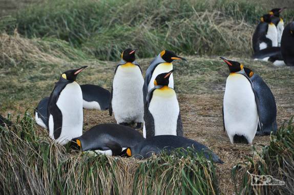 Reencontro com pinguins rei em uma pinguinera na Terra do Fogo, no sul do Chile
